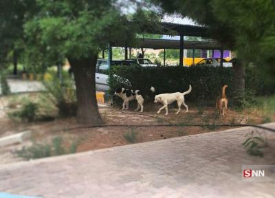 هم زیستی دانشجویان دانشگاه علوم پزشکی کرمان و سگ های ولگرد، چرا مسئولین برای حذف حیوانات وحشی در دانشگاه کاری نکرده اند؟