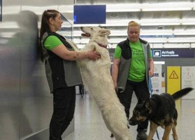 استقرار سگ های کرونایاب در فرودگاه هلسینکی