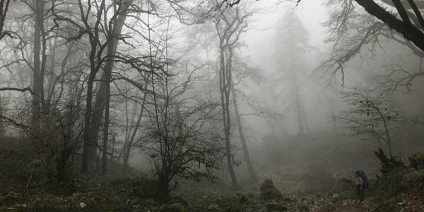 جنگل دیا ، جنگلی سخت و بکر