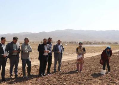 بازدید میدانی فرماندار از محل برگزاری جشنواره زعفران دشتخاک