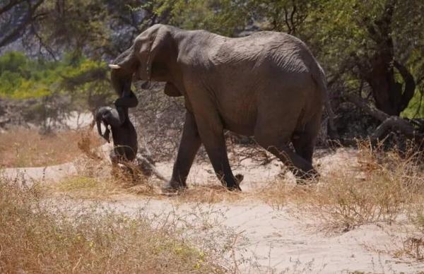 فیل مادر جنازه بچه اش را با خود این سو و آن سو می برد