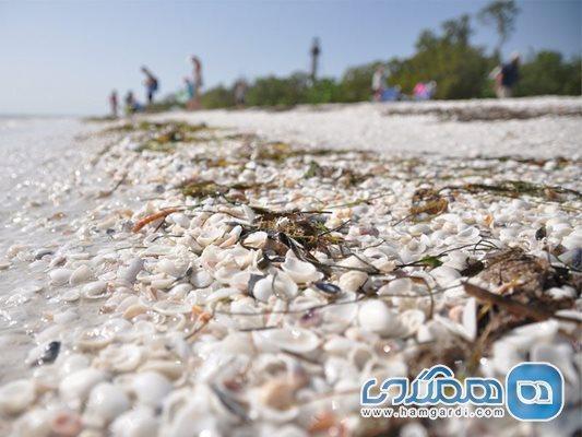 معرفی 12 ساحل برتر دنیا برای پیدا کردن صدف !