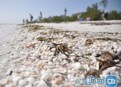 معرفی 12 ساحل برتر دنیا برای پیدا کردن صدف !